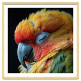 Close Up Of A Sleeping Sun Conure Parrot thumbnail