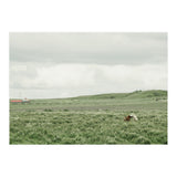 Horses in the middle of the green field - Iceland (Print Only) thumbnail