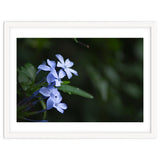 BLOSSOM. thumbnail