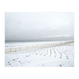 Winter grass in snow beach (Print Only) thumbnail