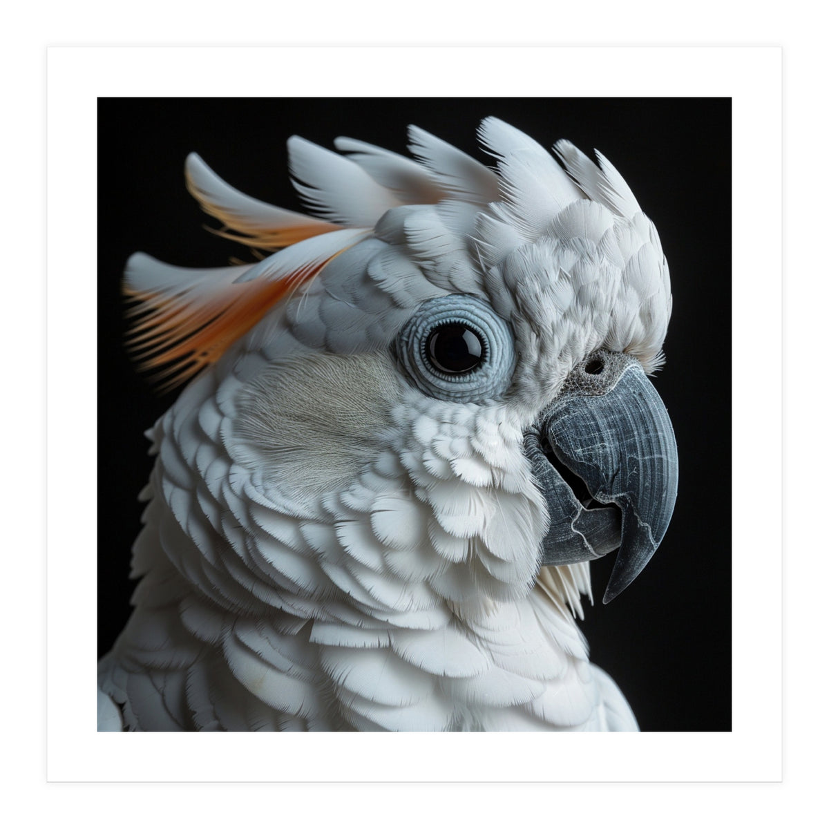 White Cockatoo Parrot With Orange Crest  (Print Only)