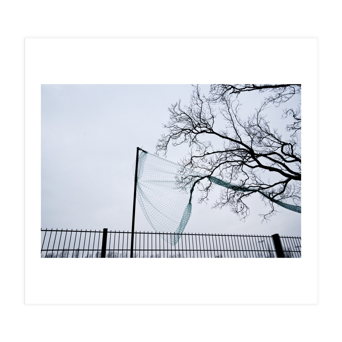 Net caught in a tree (Print Only)