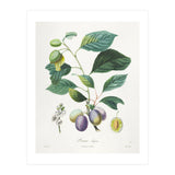 Henri-Louis Duhamel du Monceau – Prune Bifère (1808–1835) (Print Only) thumbnail