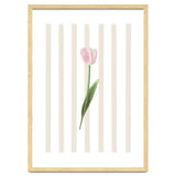 Single Tulip thumbnail