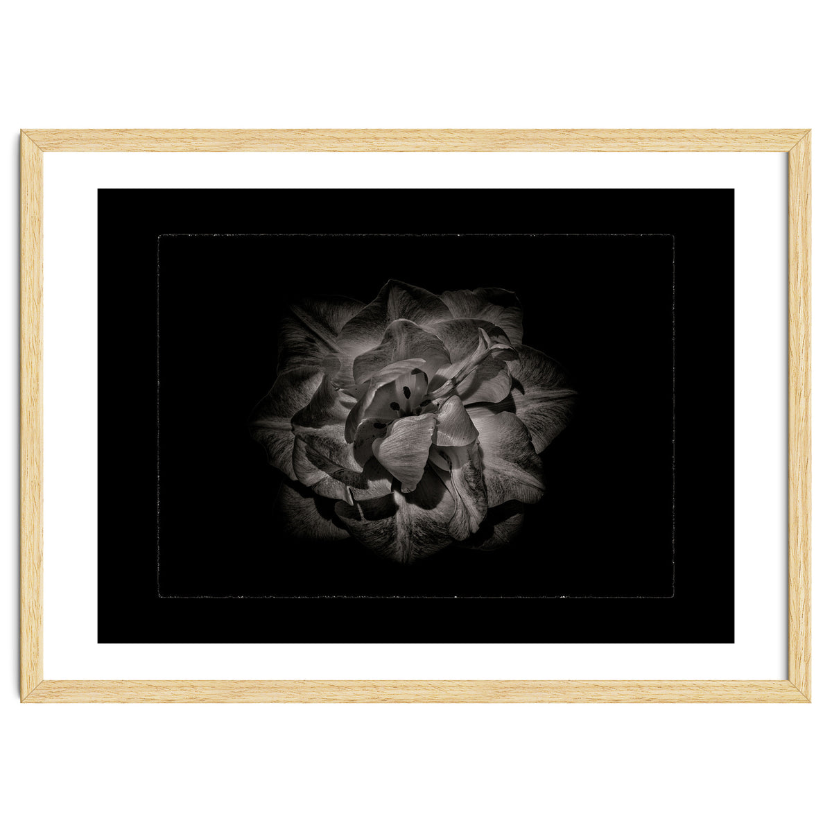 Backyard Flowers In Black And White No 81 with Border