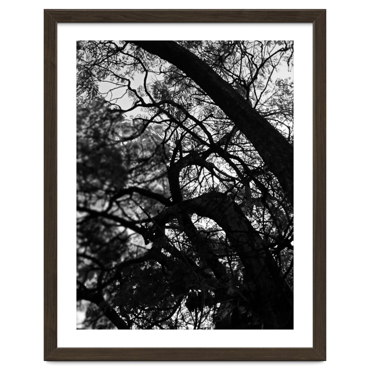 Tree Black Silhouette