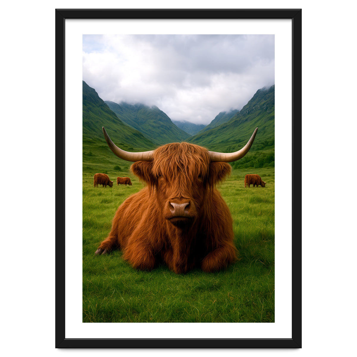 Highland Cow in Scotland