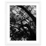 Tree Black Silhouette thumbnail