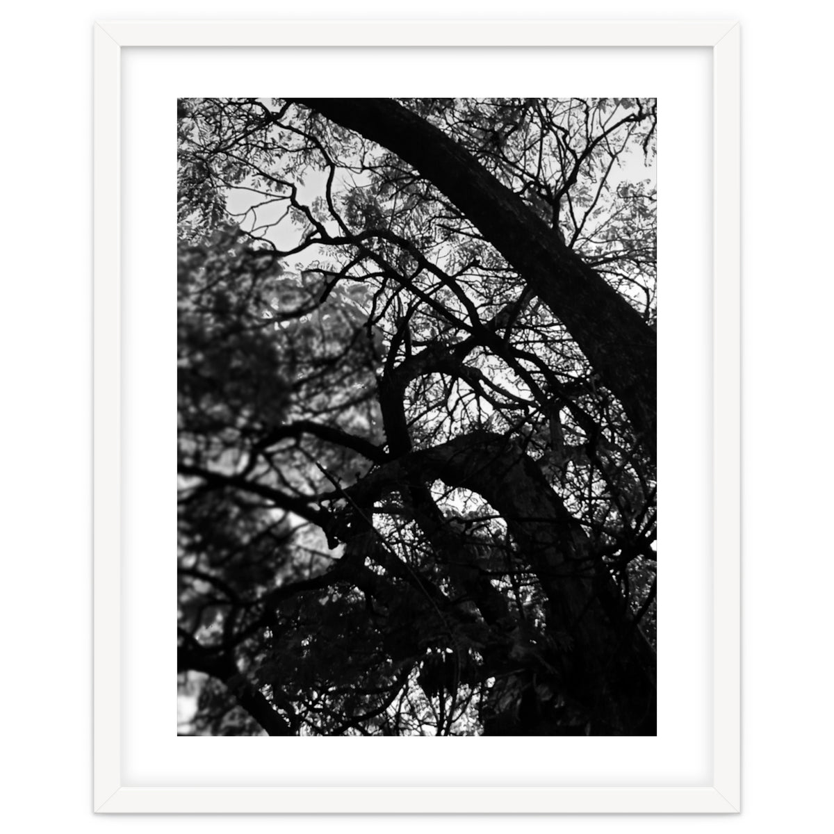 Tree Black Silhouette