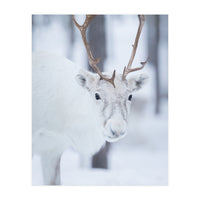 White Reindeer (Print Only)