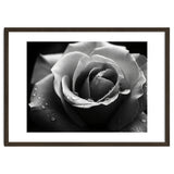 Ethereal Monochromatic Rose Petal Macro thumbnail