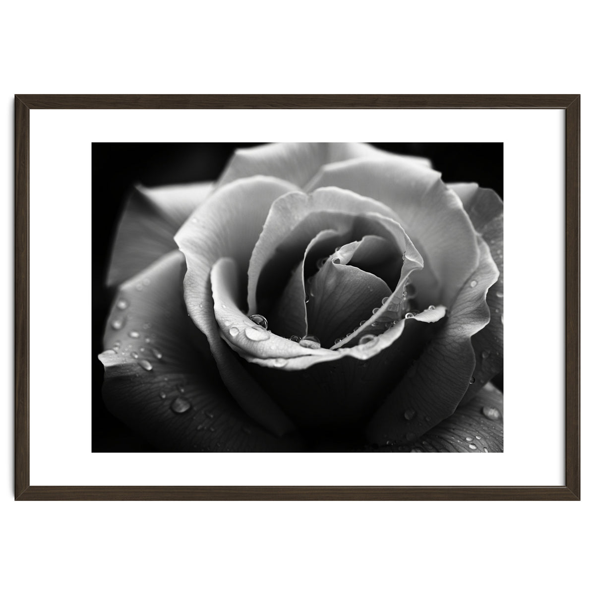 Ethereal Monochromatic Rose Petal Macro
