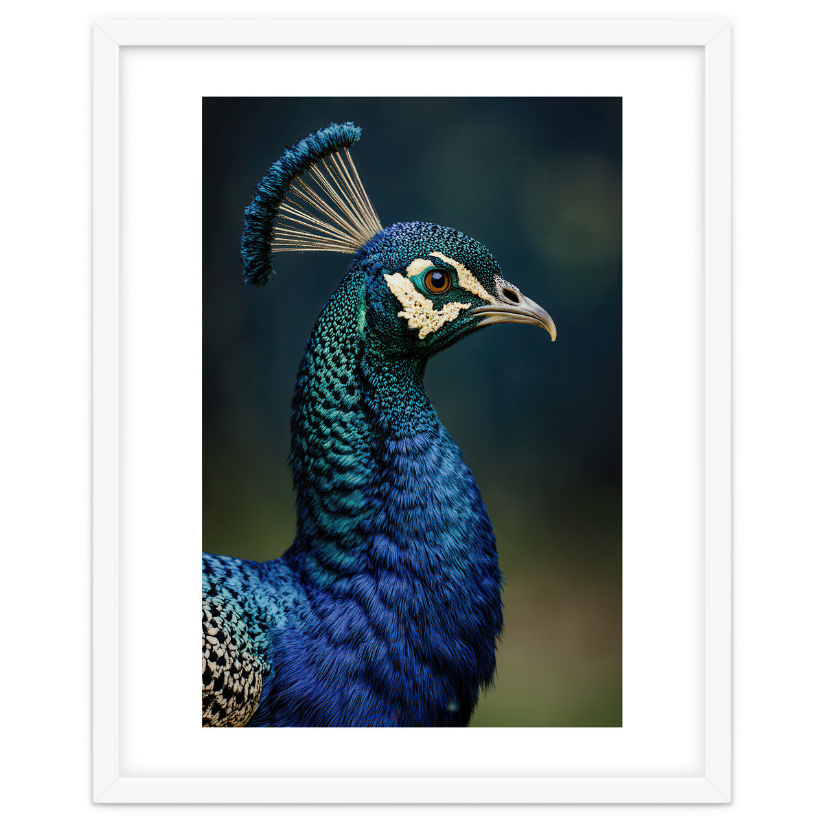 Peacock Portrait Photography