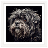 Old Dog 02 thumbnail