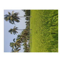 The Paddy Fields of Kerala, South India (Print Only)