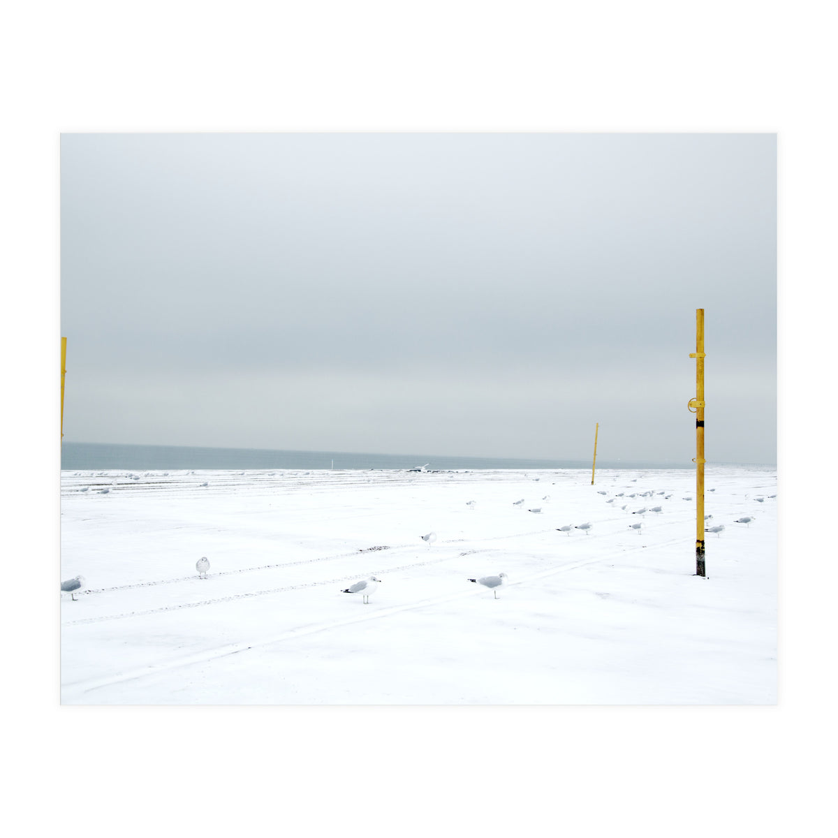 Seagulls in between the volleyball poles in winter snow beach (Print Only)