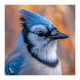 Blue Jay Bird Close Up Detailed Portrait (Print Only) thumbnail