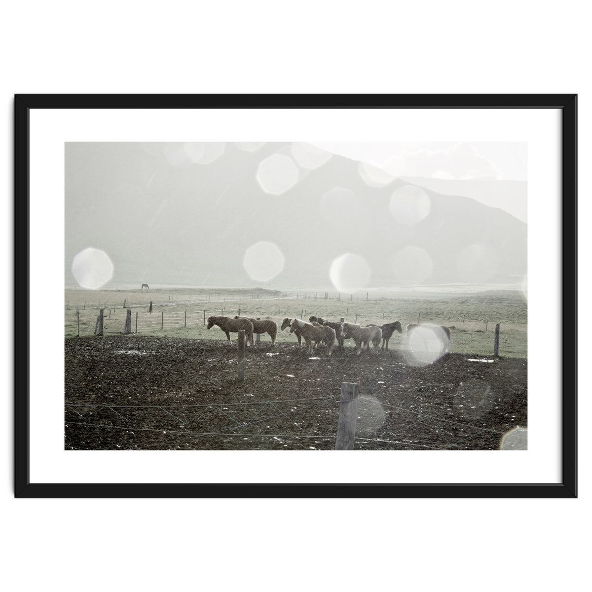 Horses under the sun shower - Iceland