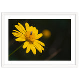 SUNFLOWER. thumbnail
