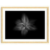 Backyard Flowers In Black And White No 28 Flow Version thumbnail