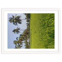 The Paddy Fields of Kerala, South India