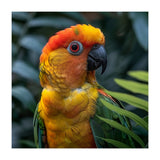 Close Up Of A Colorful Sun Conure Parrot (Print Only) thumbnail