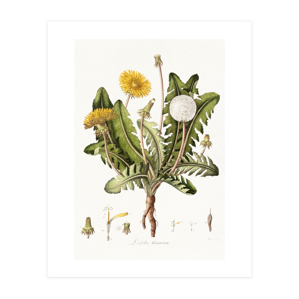 William Curtis – Dandelion (1777–1798) (Print Only)