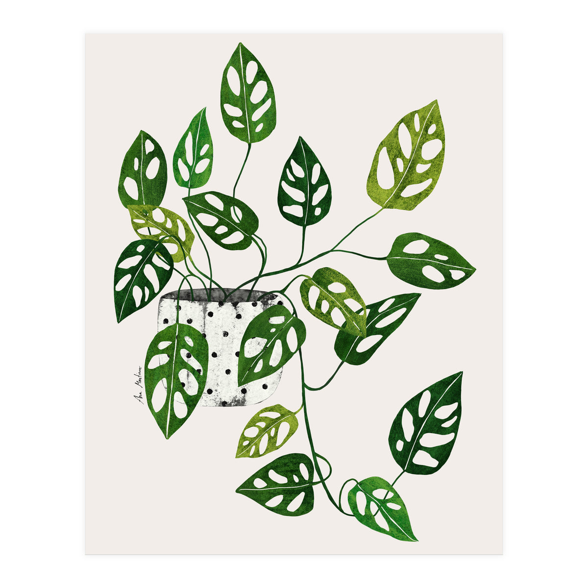 Monstera Obliqua Plant (Print Only)