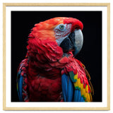 Scarlet Macaw Parrot Close Up Portrait thumbnail