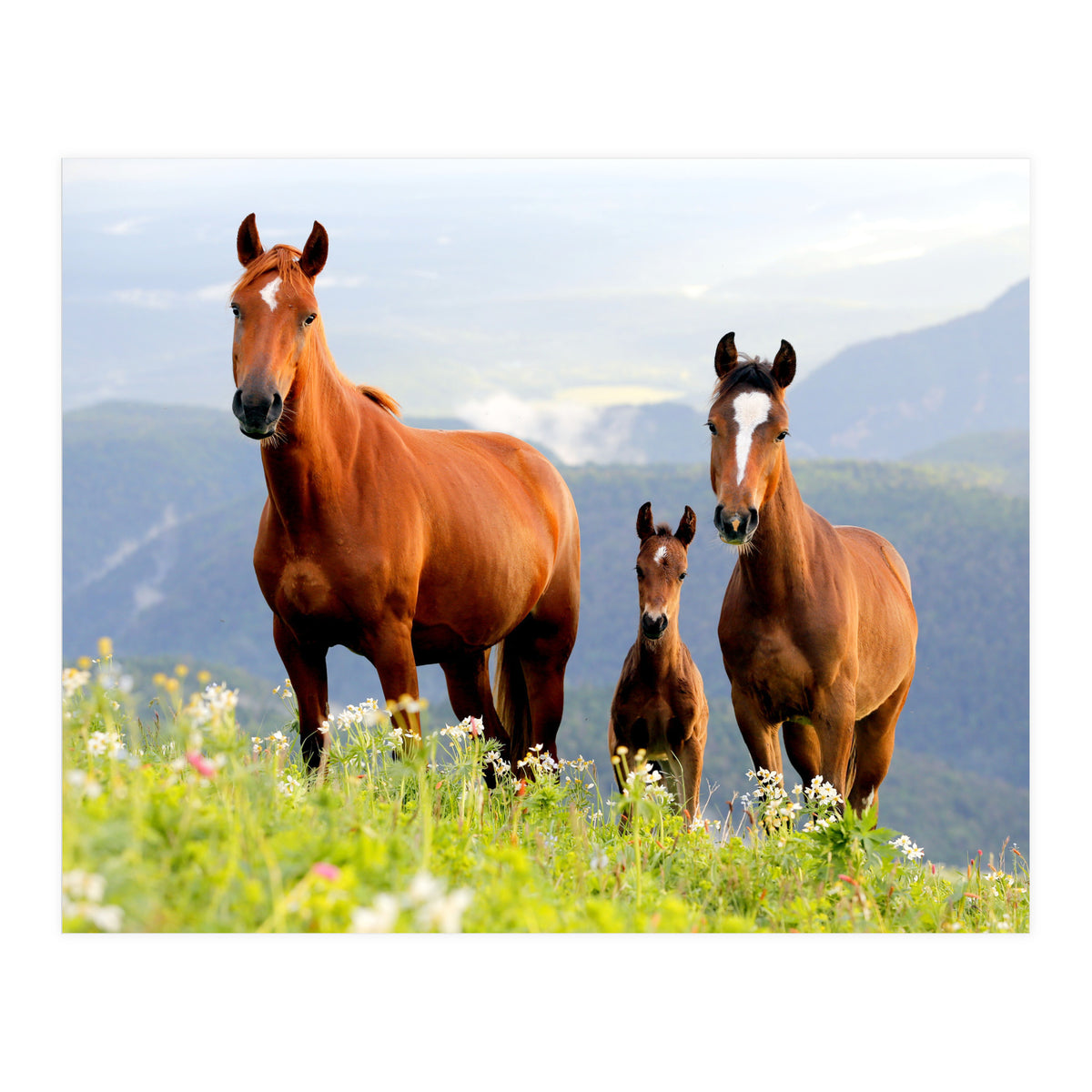 Three Horses (Print Only)