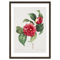 Pierre-Joseph Redouté – Finest Flowers and Fruits (1833)