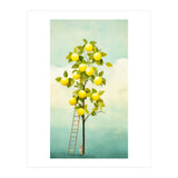 Lemon Tree  (Print Only) thumbnail