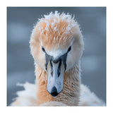 Majestic Swan Covered In Frost And Snow (Print Only) thumbnail