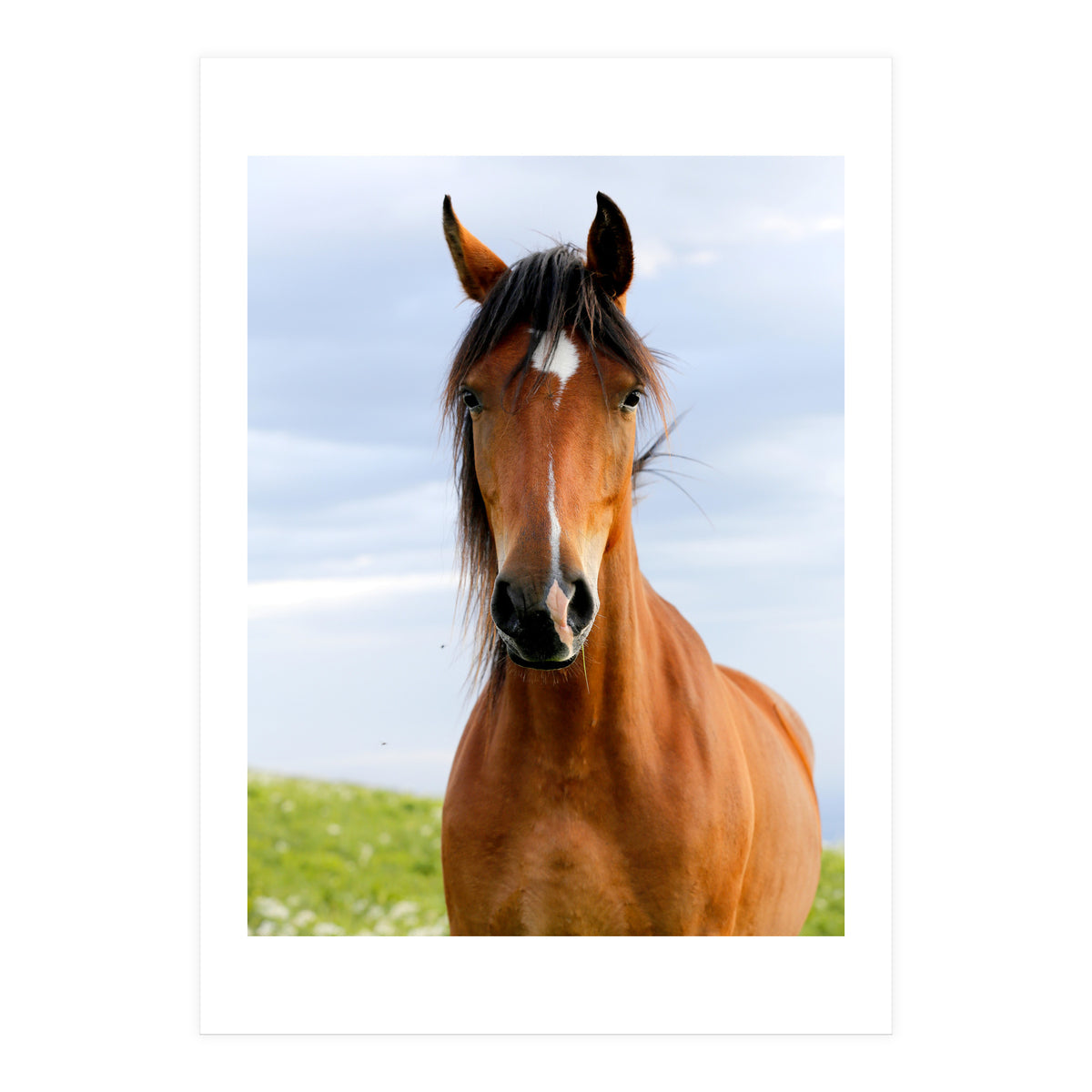 Brown Horse (Print Only)