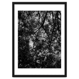 Tree From Below Black Silhouette thumbnail