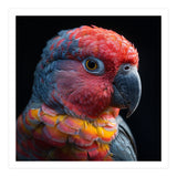 Close Up Parrot Face Red Blue Yellow Plumage (Print Only) thumbnail