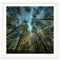 Enchanted Night Forest with Glowing Fireflies
