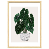 Philodendron Plant thumbnail