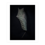 Leaves No 3 Color Version (Print Only) thumbnail