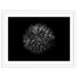 Backyard Flowers In Black And White No 68 with Border thumbnail