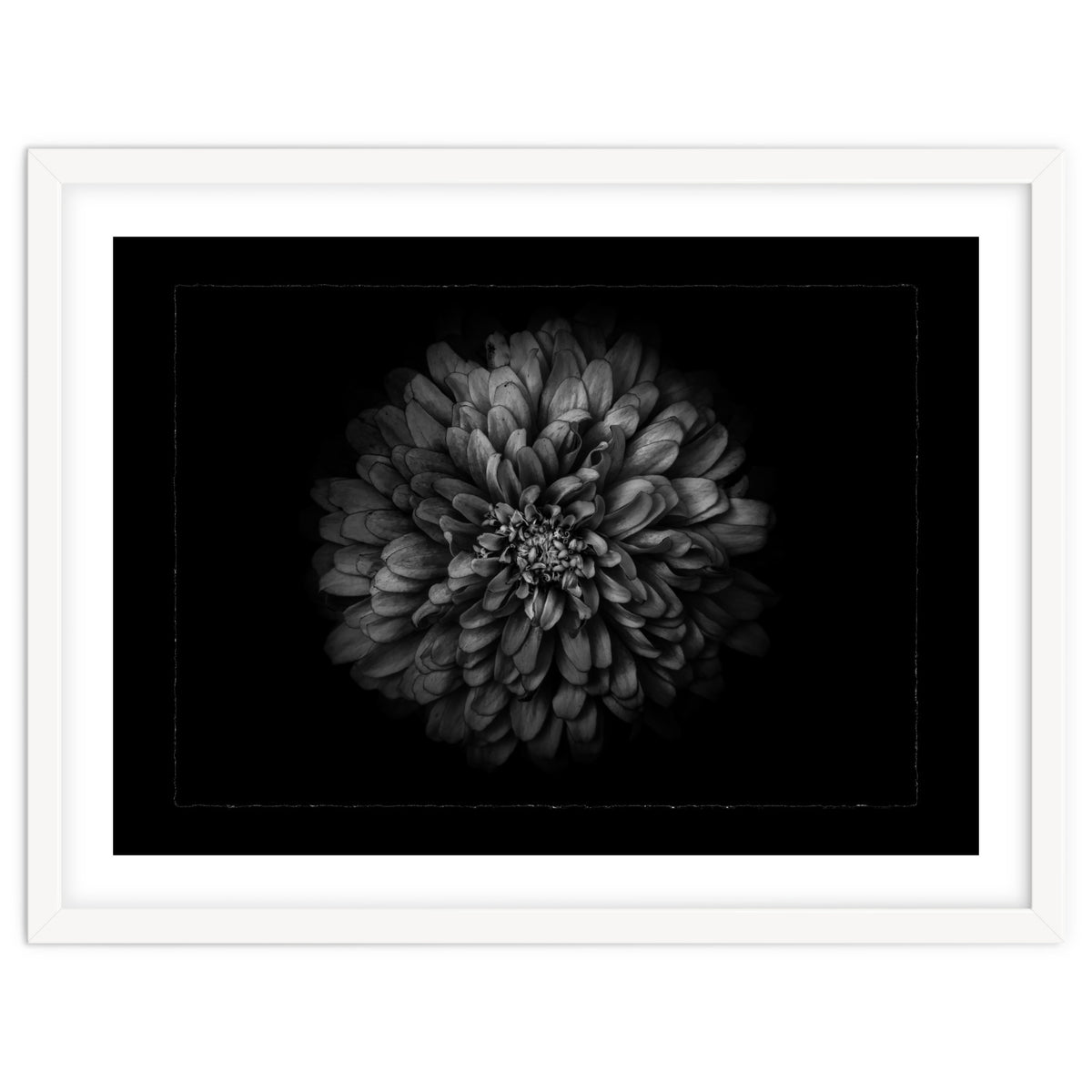 Backyard Flowers In Black And White No 68 with Border