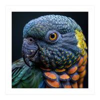 Close Up Portrait Of A Colorful Parrot's Face (Print Only)