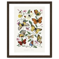 Paul Gervais – Butterfly and Moth Natural History Illustration (1842)