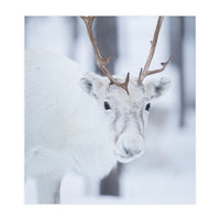 White Reindeer (Print Only)