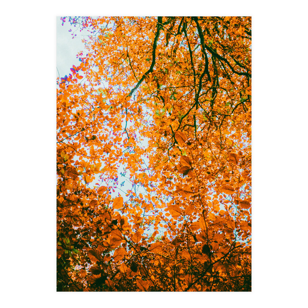 Autumn Leaves (Print Only)