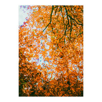 Autumn Leaves (Print Only)