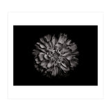 Backyard Flowers In Black And White No 79 (Print Only) thumbnail