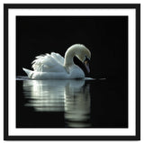 Elegant Swan Floating Gracefully On Dark Water thumbnail