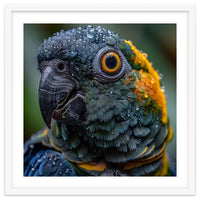 Close Up Of A Wet Macaw Parrot Head
