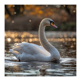 Graceful Swan Gliding On Reflective Water Surface (Print Only) thumbnail